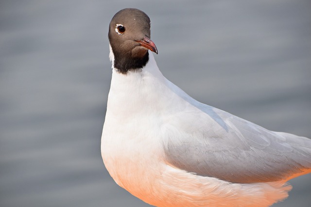 bicho atrasado na cabeça