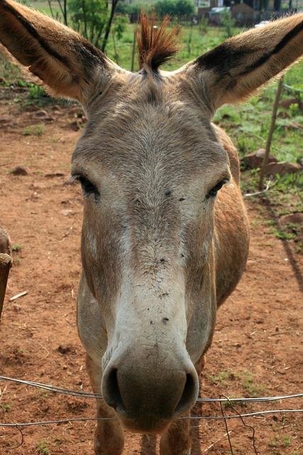 Foto do arquivo: fornecida por 【868.com cassino】