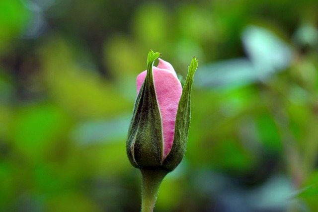 guarderia cassino