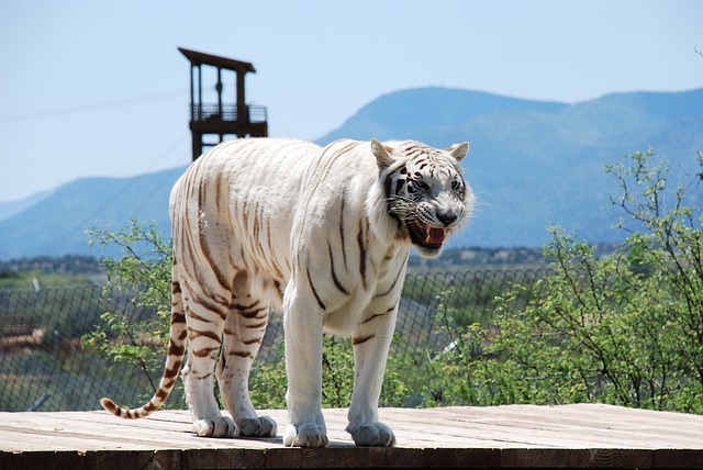 foto bicho preguiça,foto de bicho preguiça de verdade