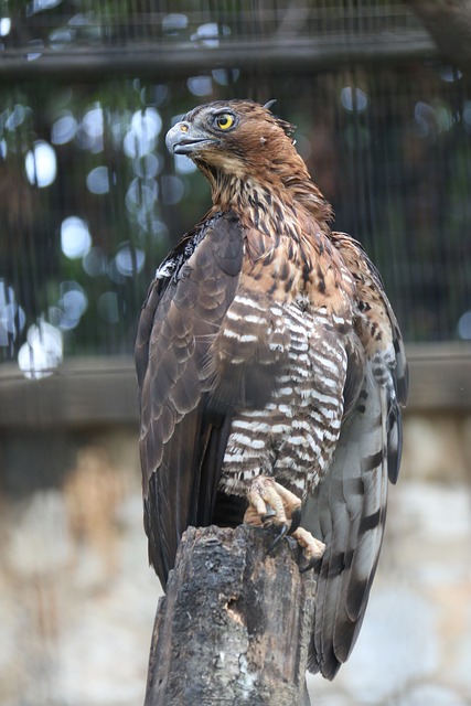 Foto do arquivo: fornecida por 【cynthia stafford lottery】