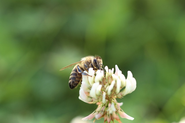 Foto do arquivo: fornecida por 【Resultado animal em São Paulo hoje】