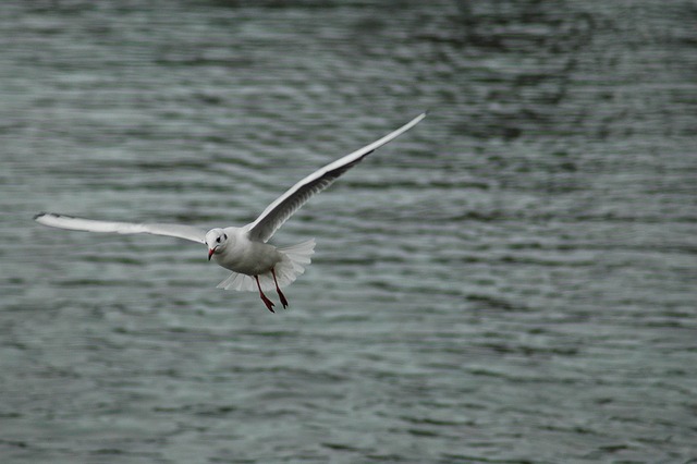 fly de bingo