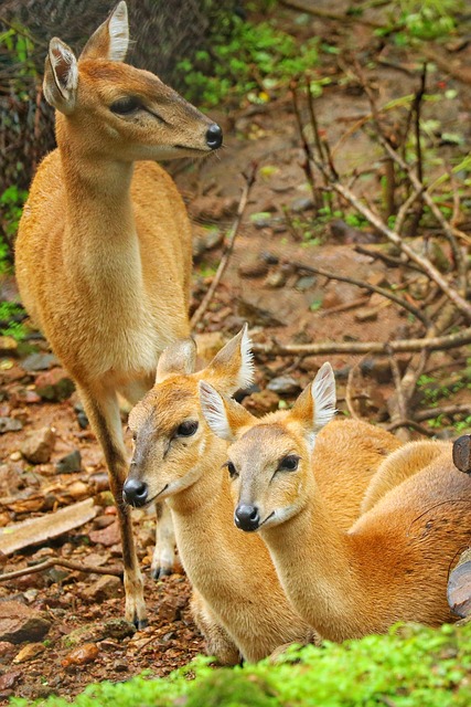 Foto do arquivo: fornecida por 【pedia4d】