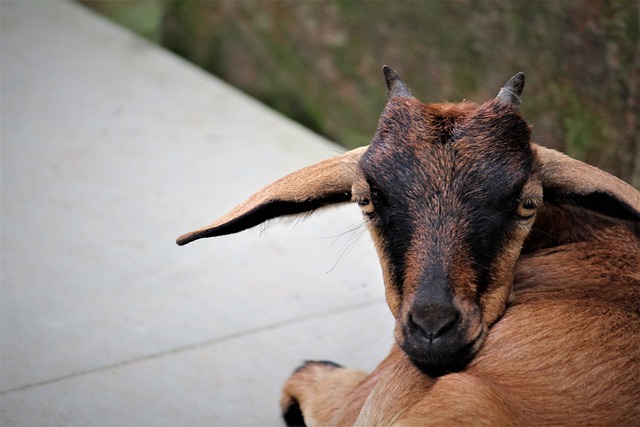 bonança de gemas de fogo