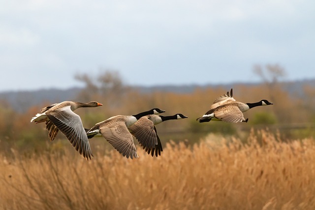 Foto do arquivo: fornecida por 【play wind creek】