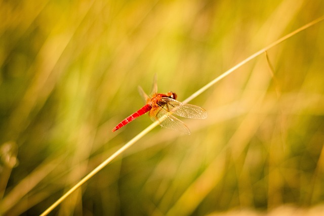 Foto do arquivo: fornecida por 【be365】