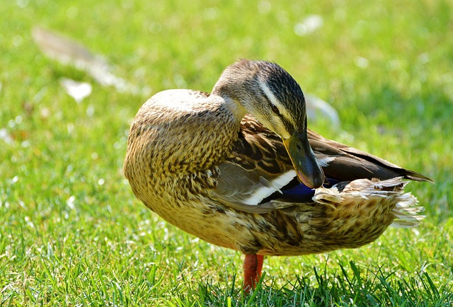 Foto do arquivo: fornecida por 【Free Poki acesso ilimitado】