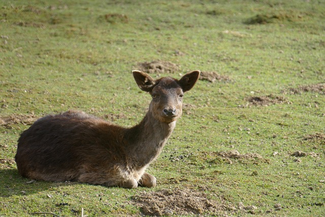 bicho barbeiro doença