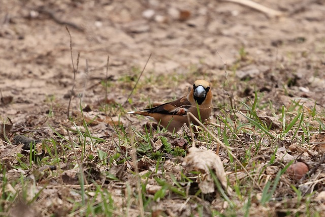 Foto do arquivo: fornecida por 【poker slow play】