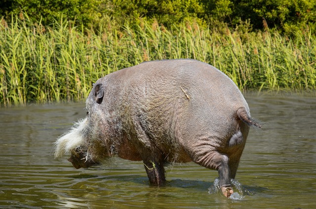 bicho por banca