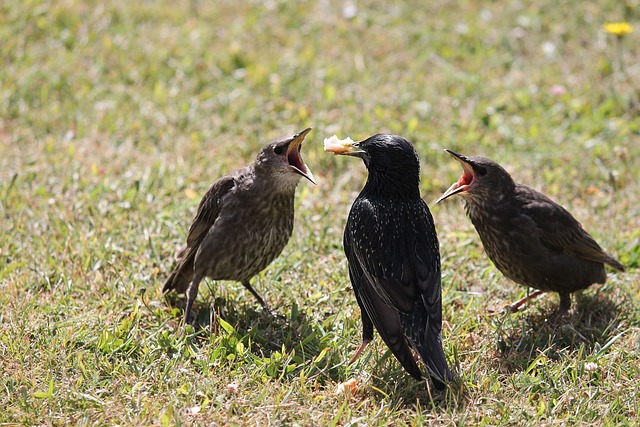 Sistema com créditos grátis no cadastro