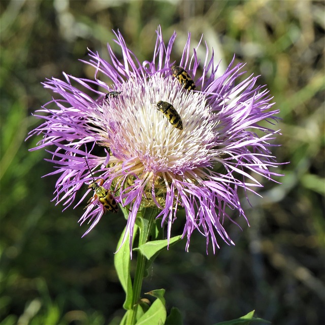 fortuna da narcisa