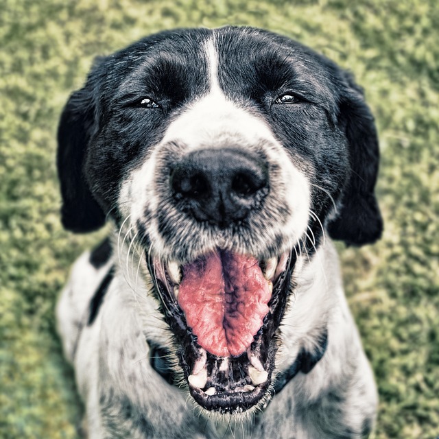 Animais sorteados em São Paulo hoje