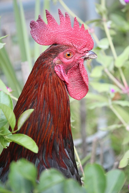 sonhar com bicho de pé