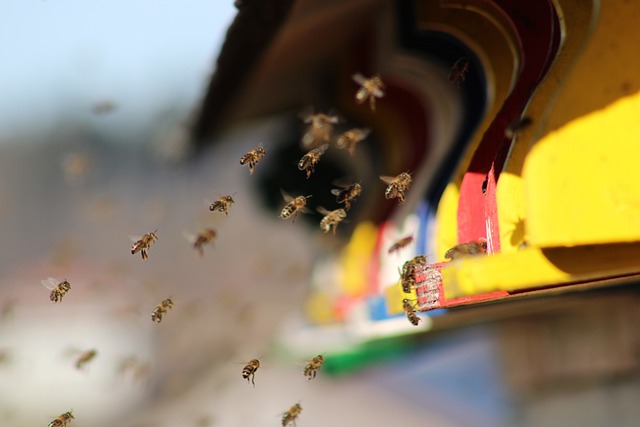 loteria dos sonhos ceará jogo do bicho