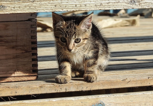 Sistema de envio de valores Tigre