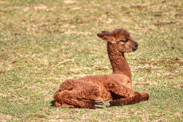 Resultado animal de São Paulo hoje