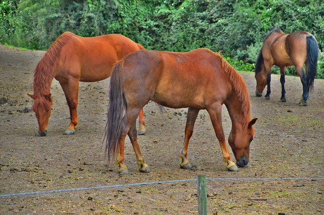 Foto do arquivo: fornecida por 【grupo do jacare】