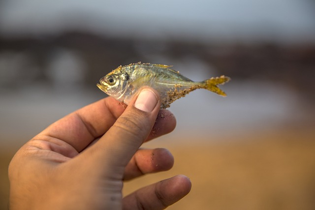 lotofácil está acumulada em quantos