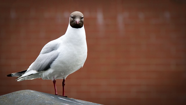 Foto do arquivo: fornecida por 【resultado enquete bbb 23】