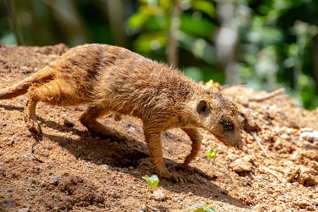 bicho de pé na mão