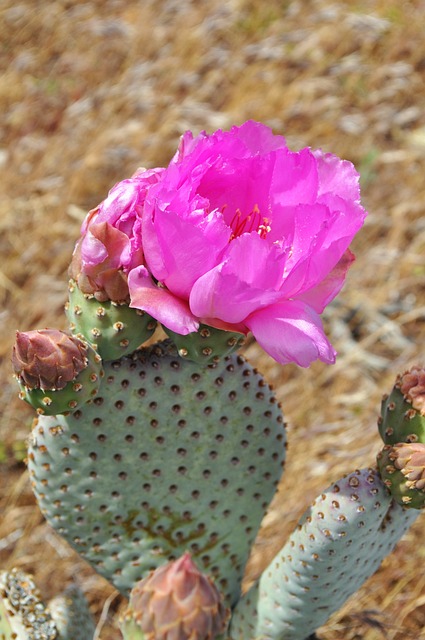 Plataforma de remessas rápidas Tigre