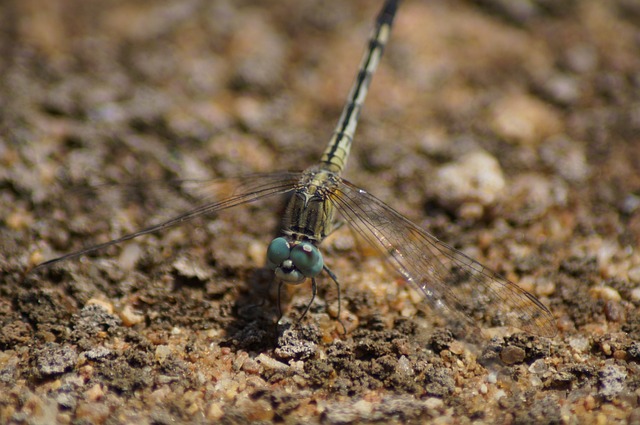 desert diamond