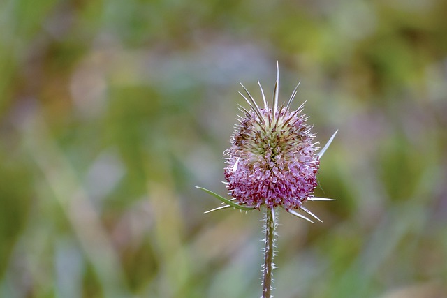 fortuna caixa