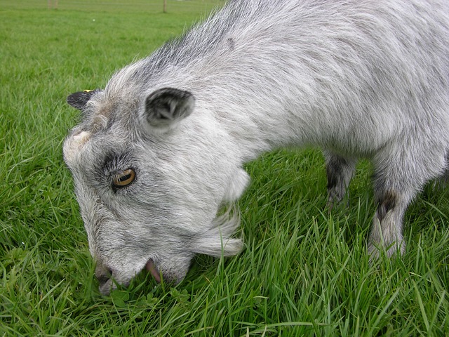 fortuna dusseldorf