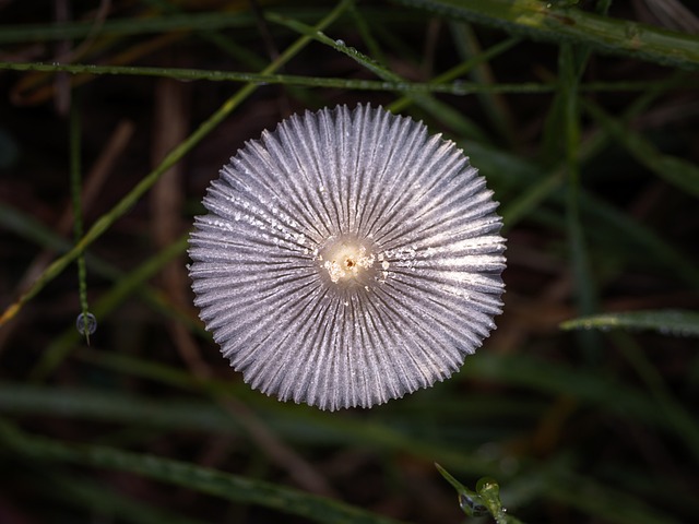 Foto do arquivo: fornecida por 【spinamba】