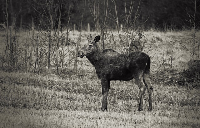 Foto do arquivo: fornecida por 【mercenary bet365】