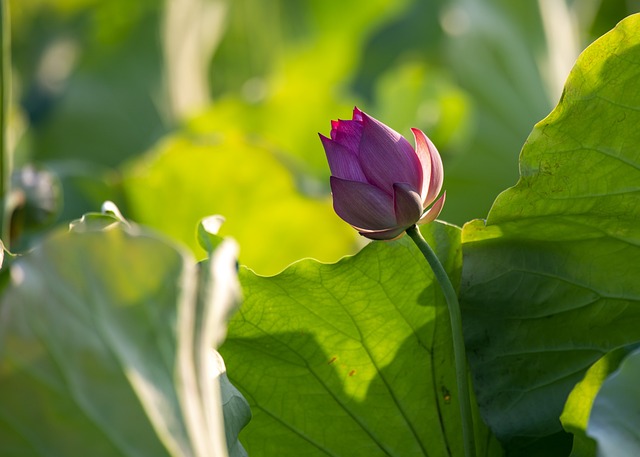 planta da fortuna