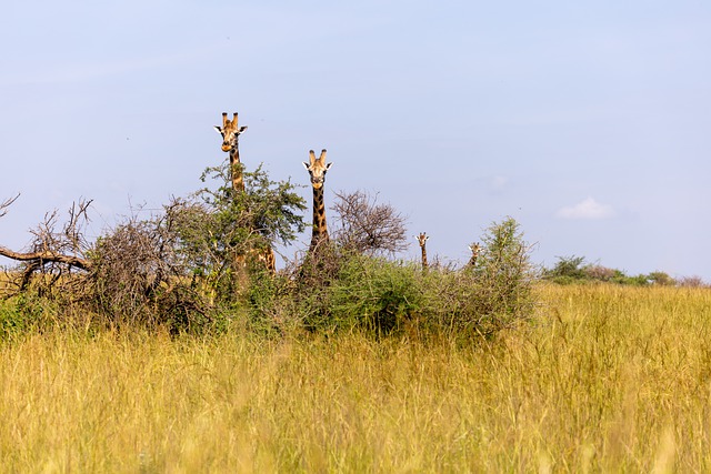 oasis at gold spike