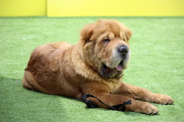 Palpites do sorteio nacional de bicho