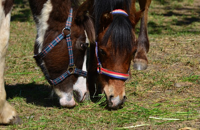 Foto do arquivo: fornecida por 【megaway】