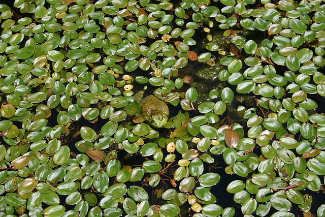 duck race roulette