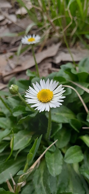 bicho bahia