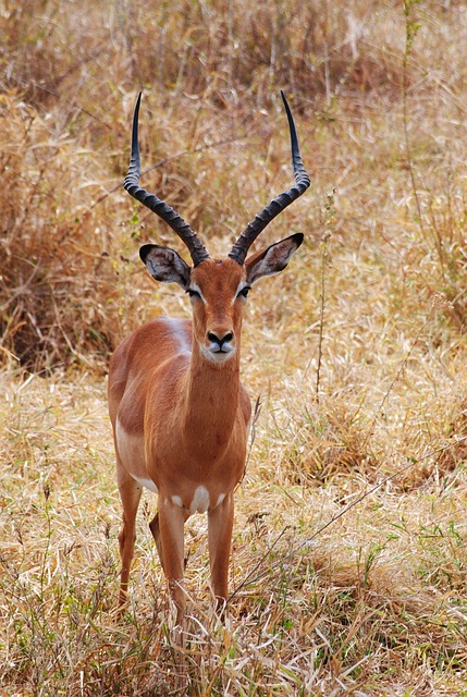 langur burja roulette