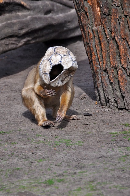 jogo do brasil na copa