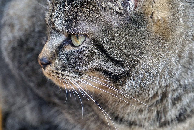 plataforma nova lançada hoje tigre