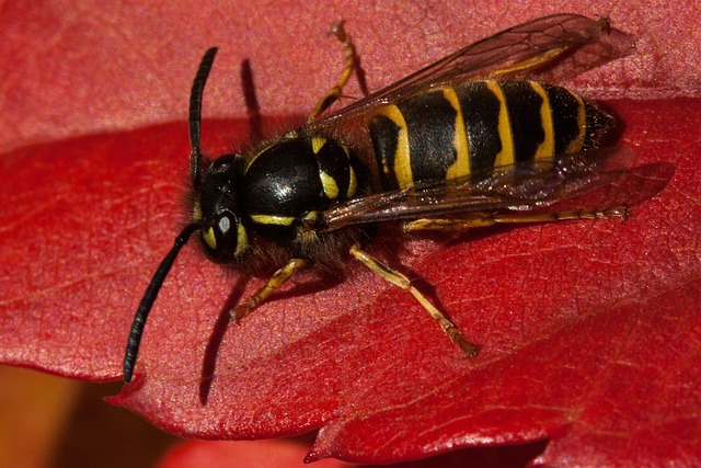 resultado da lotofácil de hoje no giga sena