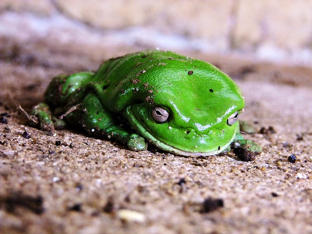 peru bicho