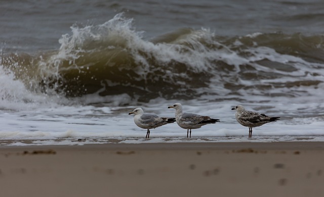 dove slots