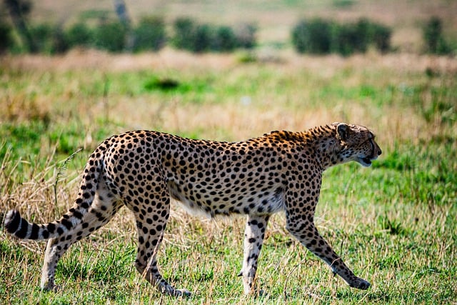 jogo de cuidar do zoológico