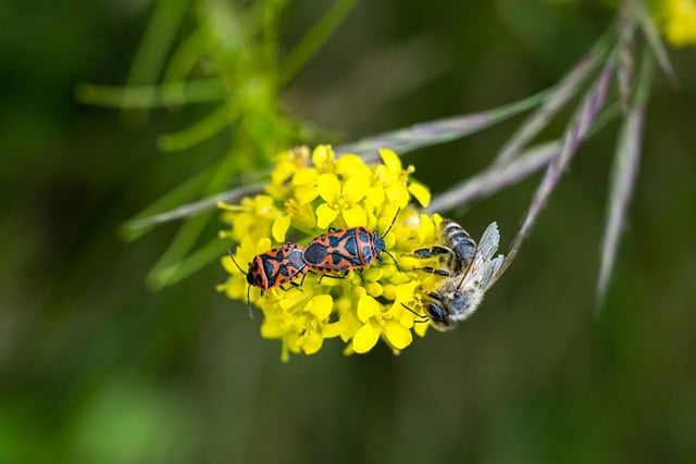 Foto do arquivo: fornecida por 【zoom roulette】