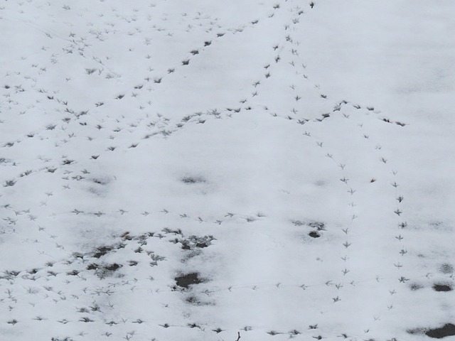 resultado do bicho da paraiba de hoje