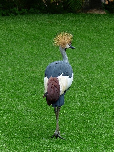 resultado jogo do bicho caicó