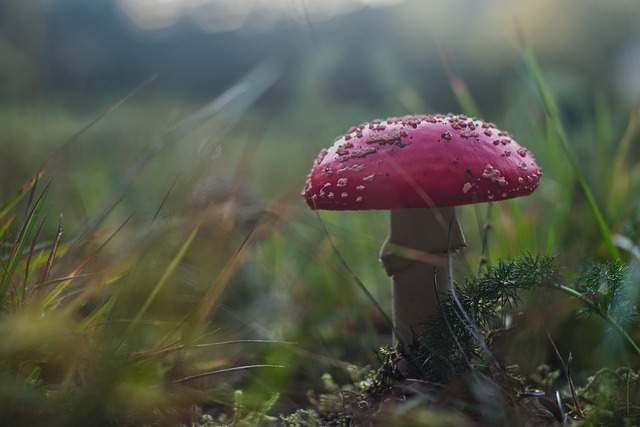 Foto do arquivo: fornecida por 【classificações de bačka topola x napredak】