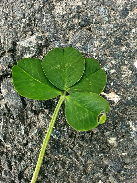 bicho que come planta a noite